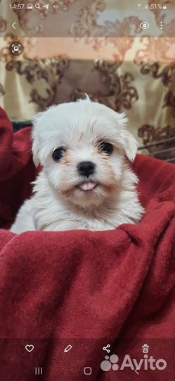 Щенки мальтезе