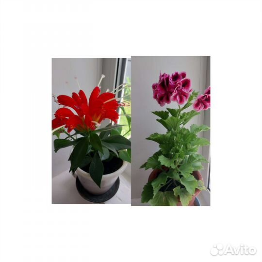 Домашние цветы