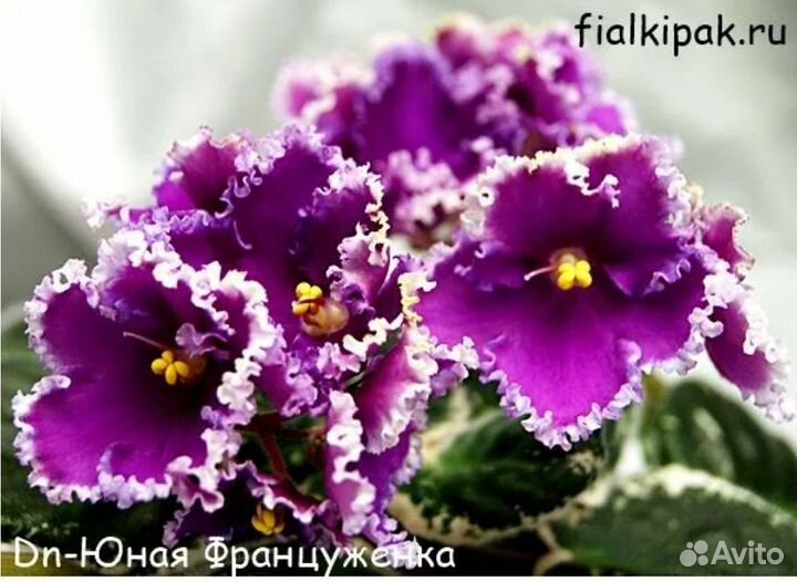 Детки сортовых фиалок