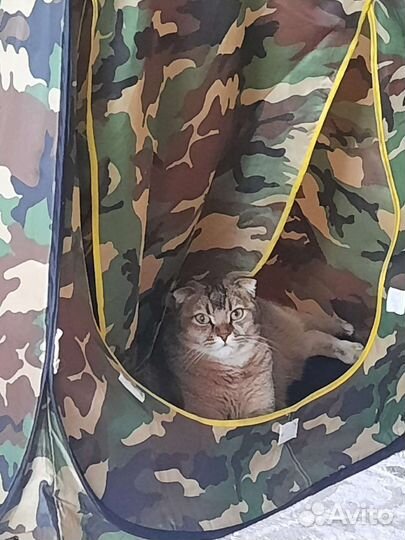 Шотландский кот