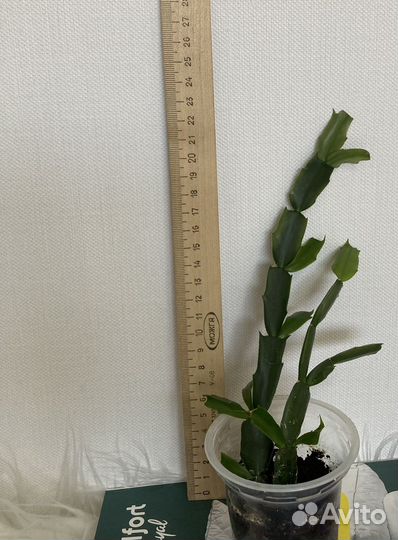 Декабрист белый