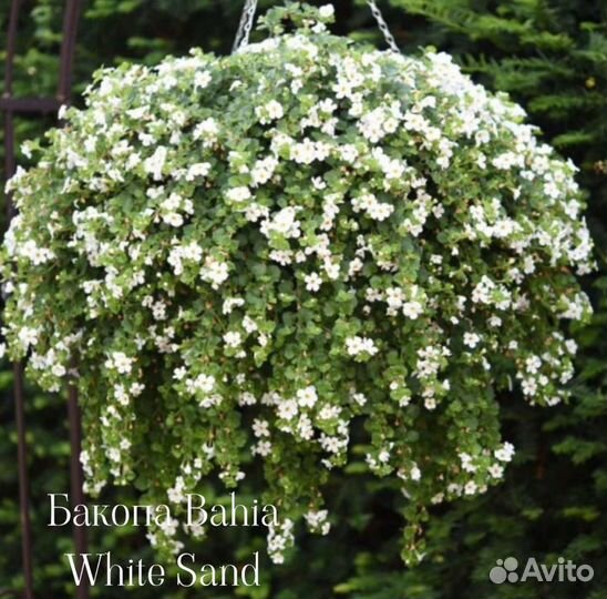 Калибрахоа много сортов