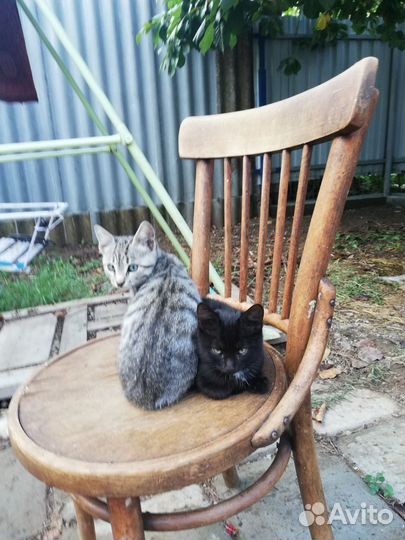 Кошка в дар бесплатно