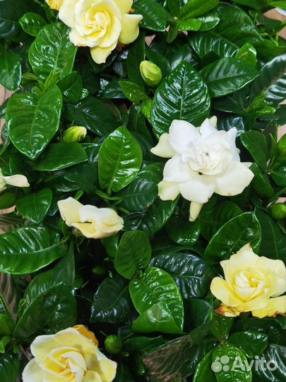 Гардения Царственная цветущая, Жасмин капский