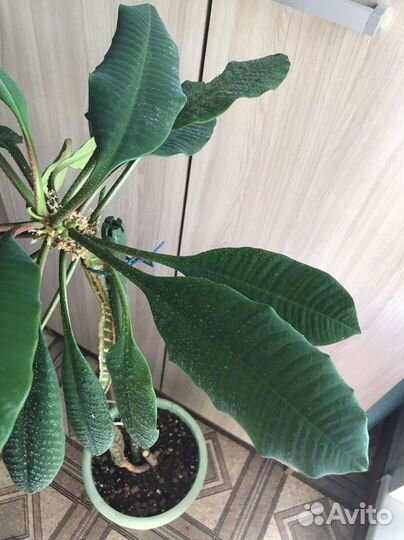 Молочай беложилковый