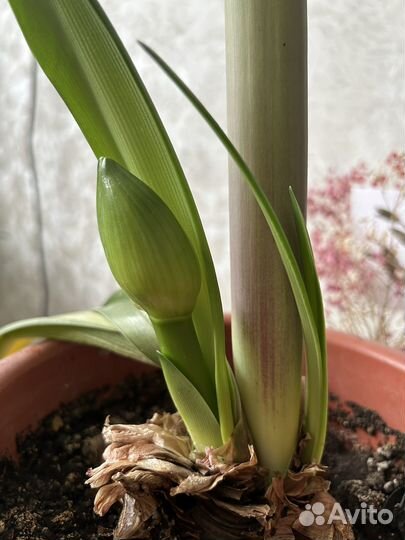 Гиппиаструм