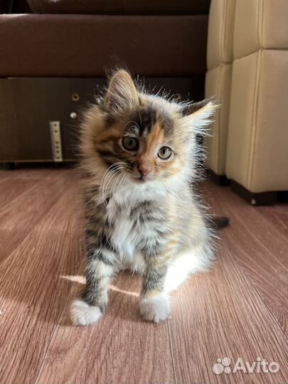 Отдам котенка