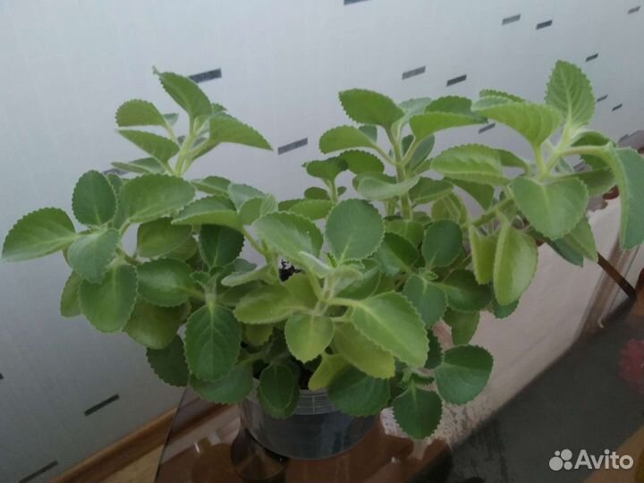 Мята комнатная