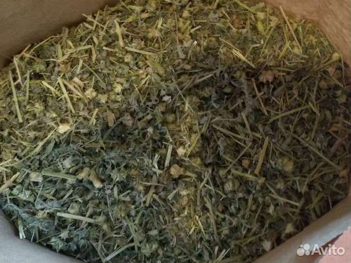 Якорцы стелющиеся трибулус