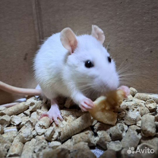 Крысята бесплатно