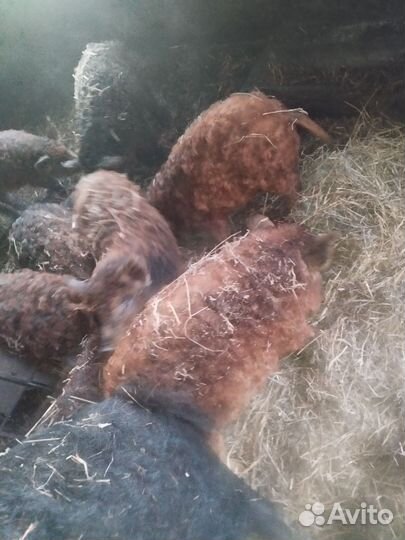 Венгерская мангалица, свиньи, свиноматка, поросята