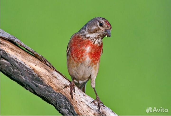 Певчие птицы