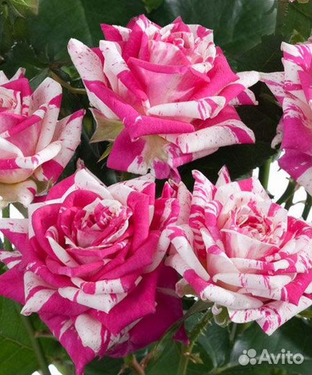 Саженцы спрей розы Таня и Флешинг