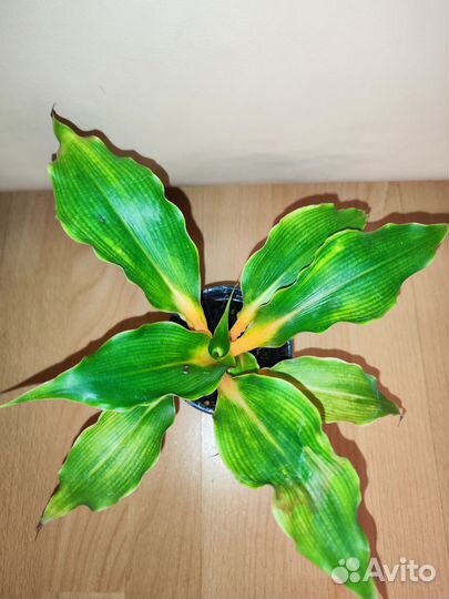 Хлорофитум Green Orange