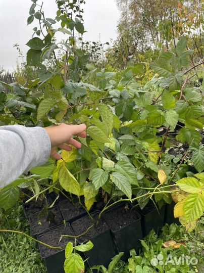 Саженцы малины и ежевики бесшипной