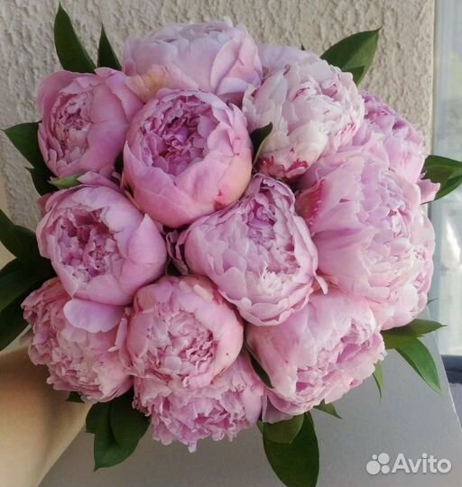 Пионы цветы