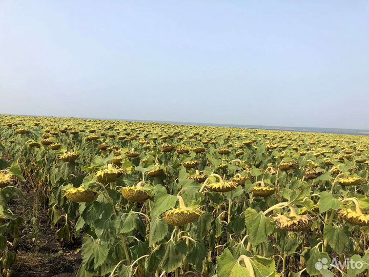 Нсх 6054 подсолнечник Экспресс ультраранний