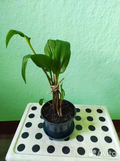 Каланхоэ,традесканция,дримиопсис,кактус,рео