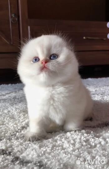 Шотландские котята