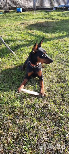 Вязка цвергпинчер