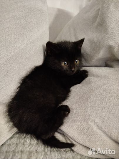 Отдам в добрые руки