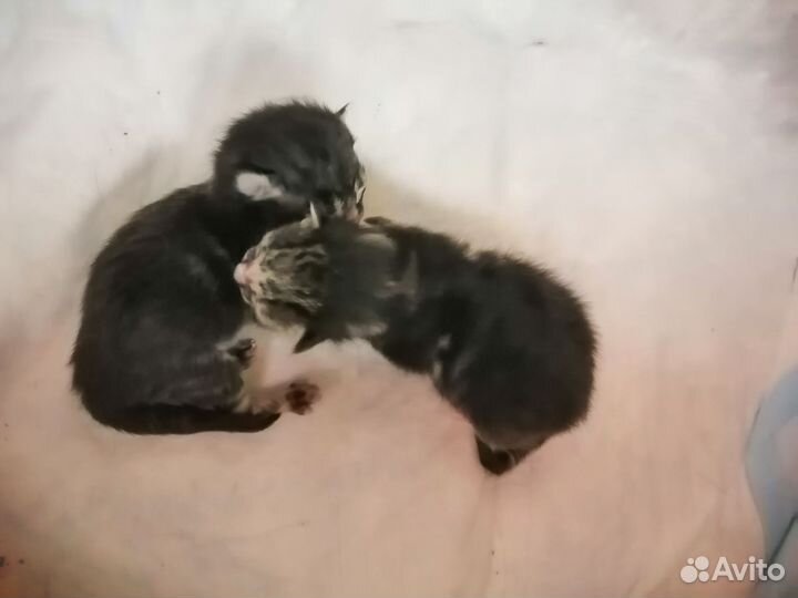 Очаровательные котята