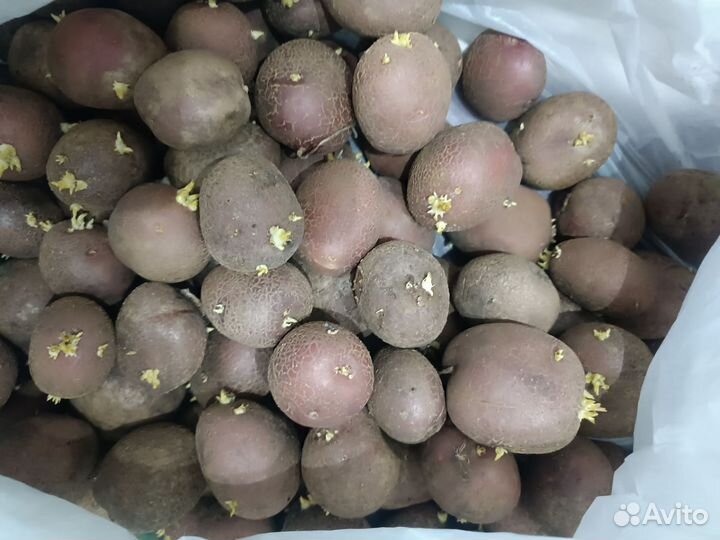 Продам семенной картофель
