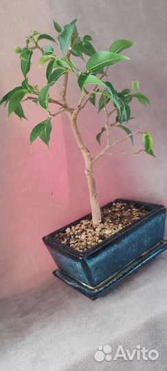 Бонсай из Фикуса бенджамина