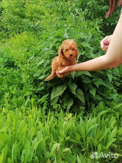 Щенки той пуделя