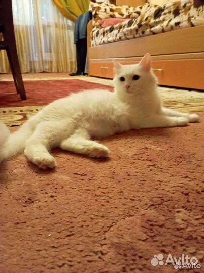 Кошка турецкая ангора и 1 котёнок в добрые руки