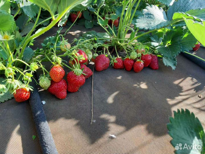 Рассада клубники