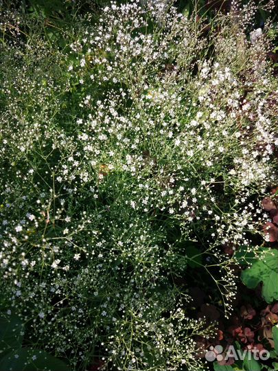 Гипсофила, жемчужина