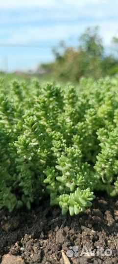 Очиток седум едкий