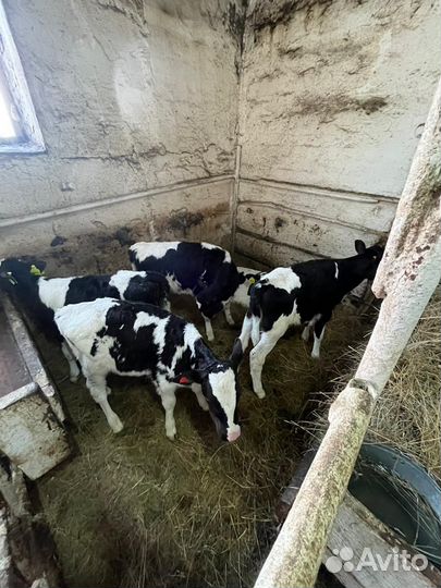 Телята бычки на откорм