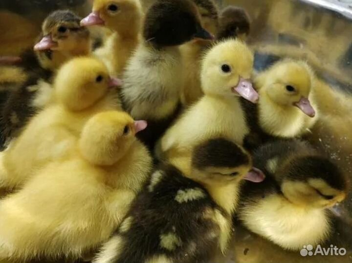 Индоутята(мускусные утята)