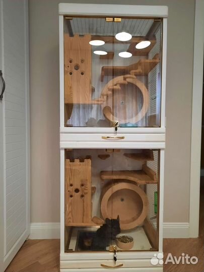 Шиншиллы с витриной