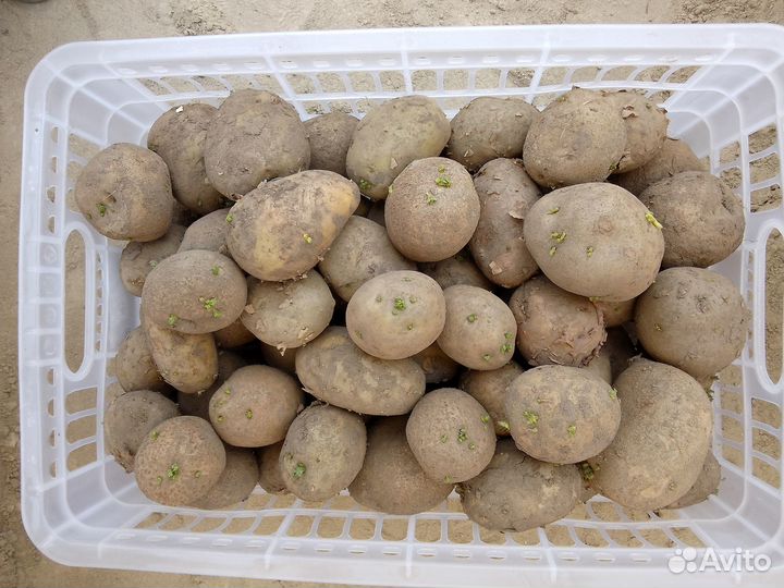 Продам картофель домашний