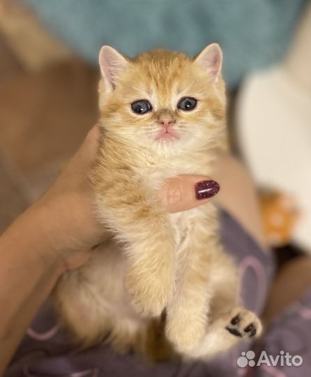 Шотланский котенок