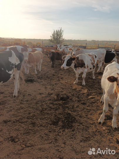 Коровы с телятами