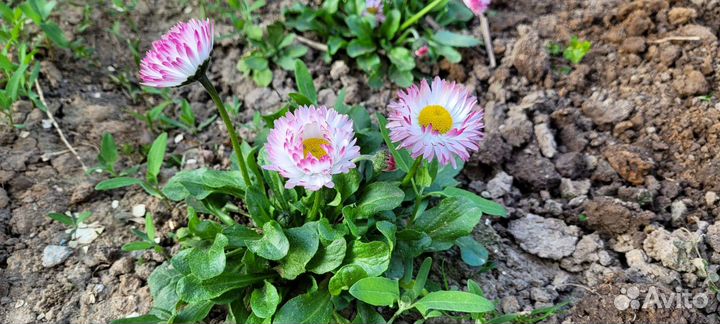 Многолетние растения для сада и комнатные растения