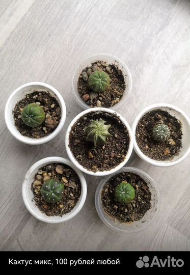 Кактусы и суккуленты