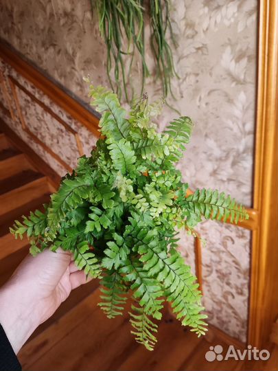 Адиантум венус бронзе