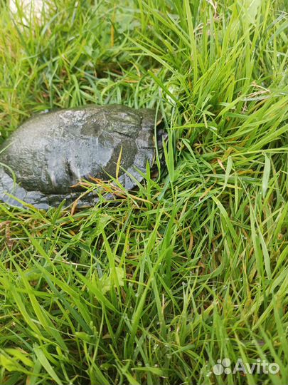 Красноухая черепаха