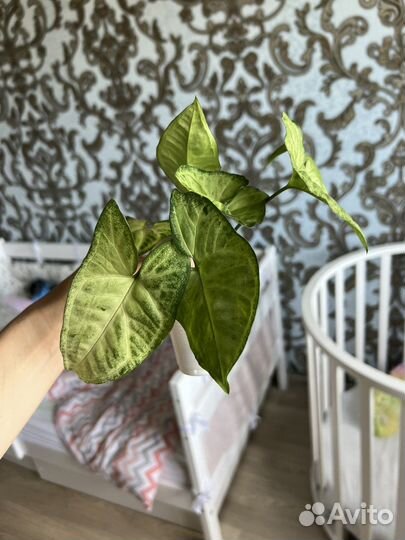 Сингониумы и другие растения