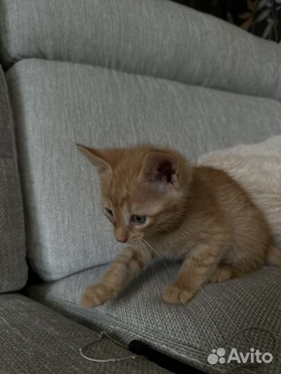 Котенок рыжий