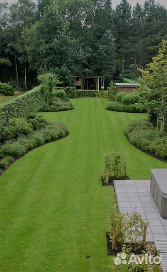 Газонная трава многолетняя