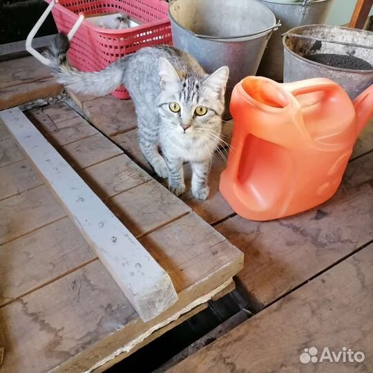 Кошка в дар бесплатно