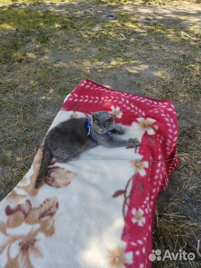 Кота предали дважды