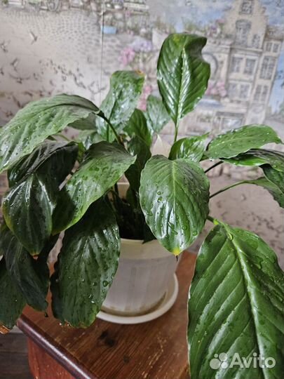 Комнатные цветы