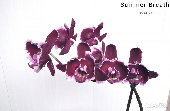 Орхидея разные